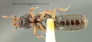 Media type: image;   Entomology 24064 Aspect: habitus ventral view